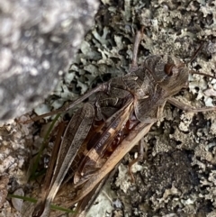 Oedaleus australis at Jagungal Wilderness, NSW - 12 Mar 2022