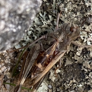 Oedaleus australis at Jagungal Wilderness, NSW - 12 Mar 2022