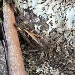 Oedaleus australis at Jagungal Wilderness, NSW - 12 Mar 2022 06:11 PM