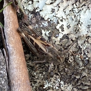 Oedaleus australis at Jagungal Wilderness, NSW - 12 Mar 2022