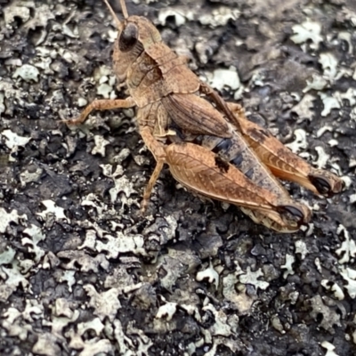 Phaulacridium vittatum (Wingless Grasshopper) at Kosciuszko National Park - 12 Mar 2022 by Ned_Johnston