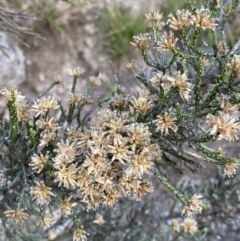 Ozothamnus cupressoides (Kerosine Bush) at Jagungal Wilderness, NSW - 12 Mar 2022 by Ned_Johnston