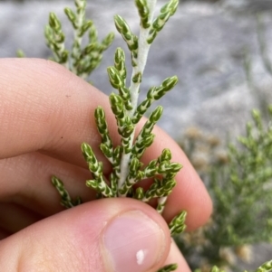 Ozothamnus cupressoides at Jagungal Wilderness, NSW - 12 Mar 2022 06:09 PM