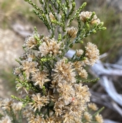 Ozothamnus cupressoides at Jagungal Wilderness, NSW - 12 Mar 2022 06:09 PM