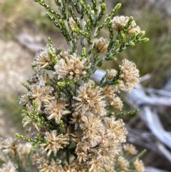 Ozothamnus cupressoides at Jagungal Wilderness, NSW - 12 Mar 2022