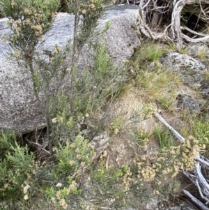 Ozothamnus cupressoides at Jagungal Wilderness, NSW - 12 Mar 2022 06:09 PM