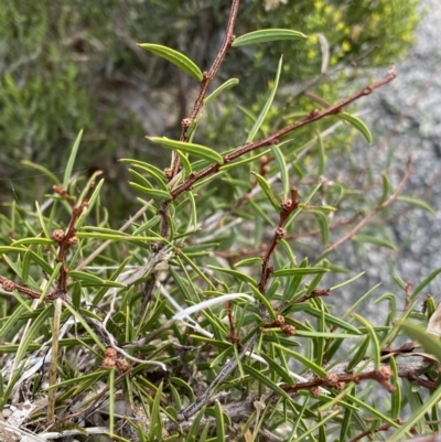 Acacia siculiformis (Dagger Wattle) at Jagungal Wilderness, NSW - 12 Mar 2022 by Ned_Johnston