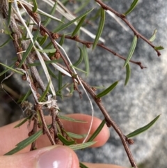 Acacia siculiformis at Jagungal Wilderness, NSW - 12 Mar 2022 06:08 PM