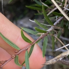 Acacia siculiformis at Jagungal Wilderness, NSW - 12 Mar 2022