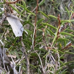 Acacia siculiformis at Jagungal Wilderness, NSW - 12 Mar 2022