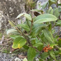 Grevillea oxyantha subsp. oxyantha (Kybean Grevillea) at Jagungal Wilderness, NSW - 12 Mar 2022 by NedJohnston