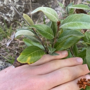 Grevillea oxyantha subsp. oxyantha at Jagungal Wilderness, NSW - 12 Mar 2022
