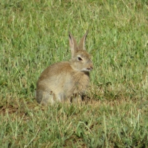 Oryctolagus cuniculus at Campbell, ACT - 3 Jan 2022