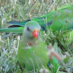 Polytelis swainsonii at Campbell, ACT - 3 Jan 2022