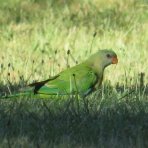 Polytelis swainsonii at Campbell, ACT - 3 Jan 2022