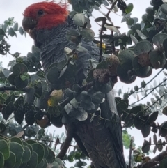 Callocephalon fimbriatum (Gang-gang Cockatoo) at Rivett, ACT - 17 Mar 2022 by maXineC