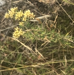 Cassinia monticola at Tantangara, NSW - 12 Mar 2022