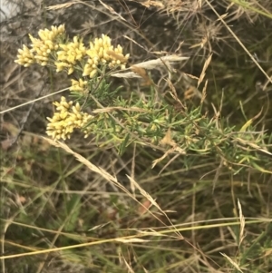 Cassinia monticola at Tantangara, NSW - 12 Mar 2022 12:12 PM