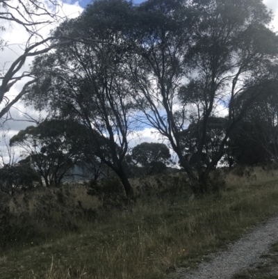 Eucalyptus stellulata (Black Sally) at Tantangara, NSW - 12 Mar 2022 by Tapirlord