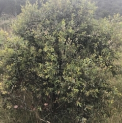 Eucalyptus stellulata at Tantangara, NSW - 12 Mar 2022