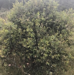 Eucalyptus stellulata at Tantangara, NSW - 12 Mar 2022