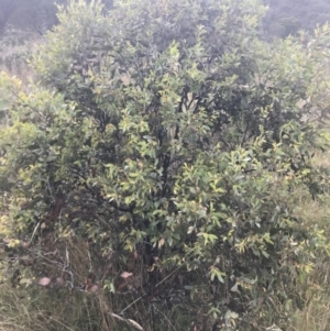 Eucalyptus stellulata at Tantangara, NSW - 12 Mar 2022