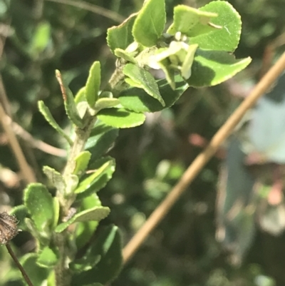 Olearia myrsinoides (Blush Daisy Bush) at Tantangara, NSW - 12 Mar 2022 by Tapirlord