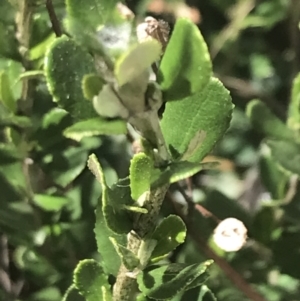 Olearia myrsinoides at Tantangara, NSW - 12 Mar 2022