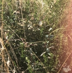 Olearia myrsinoides at Tantangara, NSW - 12 Mar 2022