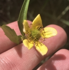 Geum urbanum (Herb Bennet) at Tantangara, NSW - 12 Mar 2022 by Tapirlord