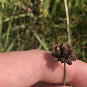 Juncus falcatus at Tantangara, NSW - 12 Mar 2022 11:59 AM