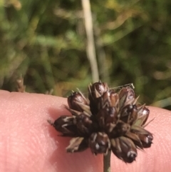 Juncus falcatus at Tantangara, NSW - 12 Mar 2022 11:59 AM