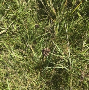 Juncus falcatus at Tantangara, NSW - 12 Mar 2022