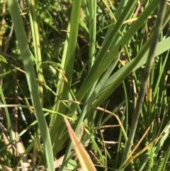 Juncus falcatus at Tantangara, NSW - 12 Mar 2022