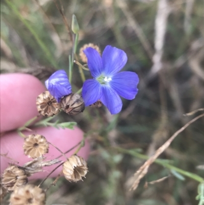 Linum marginale (Native Flax) at Tantangara, NSW - 12 Mar 2022 by Tapirlord