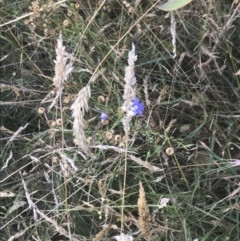 Linum marginale at Tantangara, NSW - 12 Mar 2022