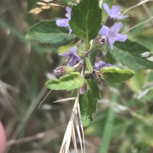 Mentha diemenica at Cooleman, NSW - 12 Mar 2022