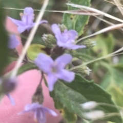 Mentha diemenica at Cooleman, NSW - 12 Mar 2022