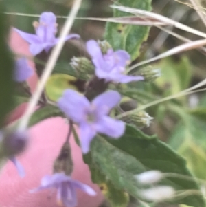 Mentha diemenica at Cooleman, NSW - 12 Mar 2022