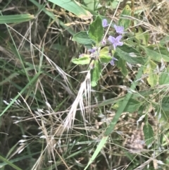 Mentha diemenica at Cooleman, NSW - 12 Mar 2022