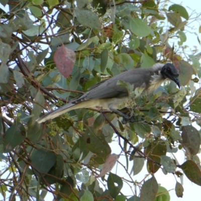 Philemon corniculatus (Noisy Friarbird) at Emu Creek - 12 Mar 2022 by JohnGiacon