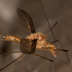 Leptotarsus (Macromastix) costalis (Common Brown Crane Fly) at Melba, ACT - 15 Jan 2022 by kasiaaus