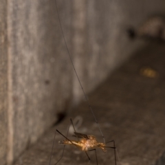 Leptotarsus (Macromastix) costalis at Melba, ACT - 15 Jan 2022