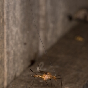 Leptotarsus (Macromastix) costalis at Melba, ACT - 15 Jan 2022 10:58 PM