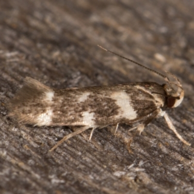 Macrobathra ceraunobola (a cosmet moth) at Melba, ACT - 15 Jan 2022 by kasiaaus