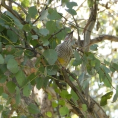 Anthochaera carunculata (Red Wattlebird) at Emu Creek - 12 Mar 2022 by JohnGiacon