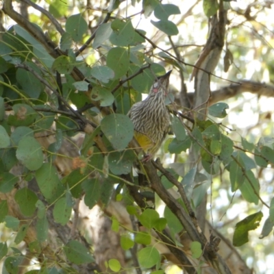 Anthochaera carunculata (Red Wattlebird) at Flea Bog Flat to Emu Creek Corridor - 12 Mar 2022 by JohnGiacon