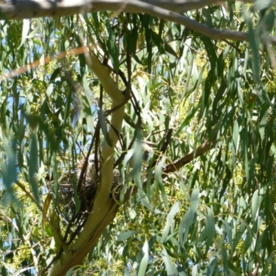 Manorina melanocephala (Noisy Miner) at Flea Bog Flat to Emu Creek Corridor - 11 Mar 2022 by JohnGiacon