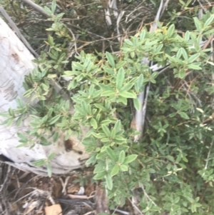 Podolobium alpestre at Cooleman, NSW - 12 Mar 2022 12:49 PM