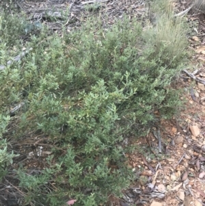 Podolobium alpestre at Cooleman, NSW - 12 Mar 2022 12:49 PM